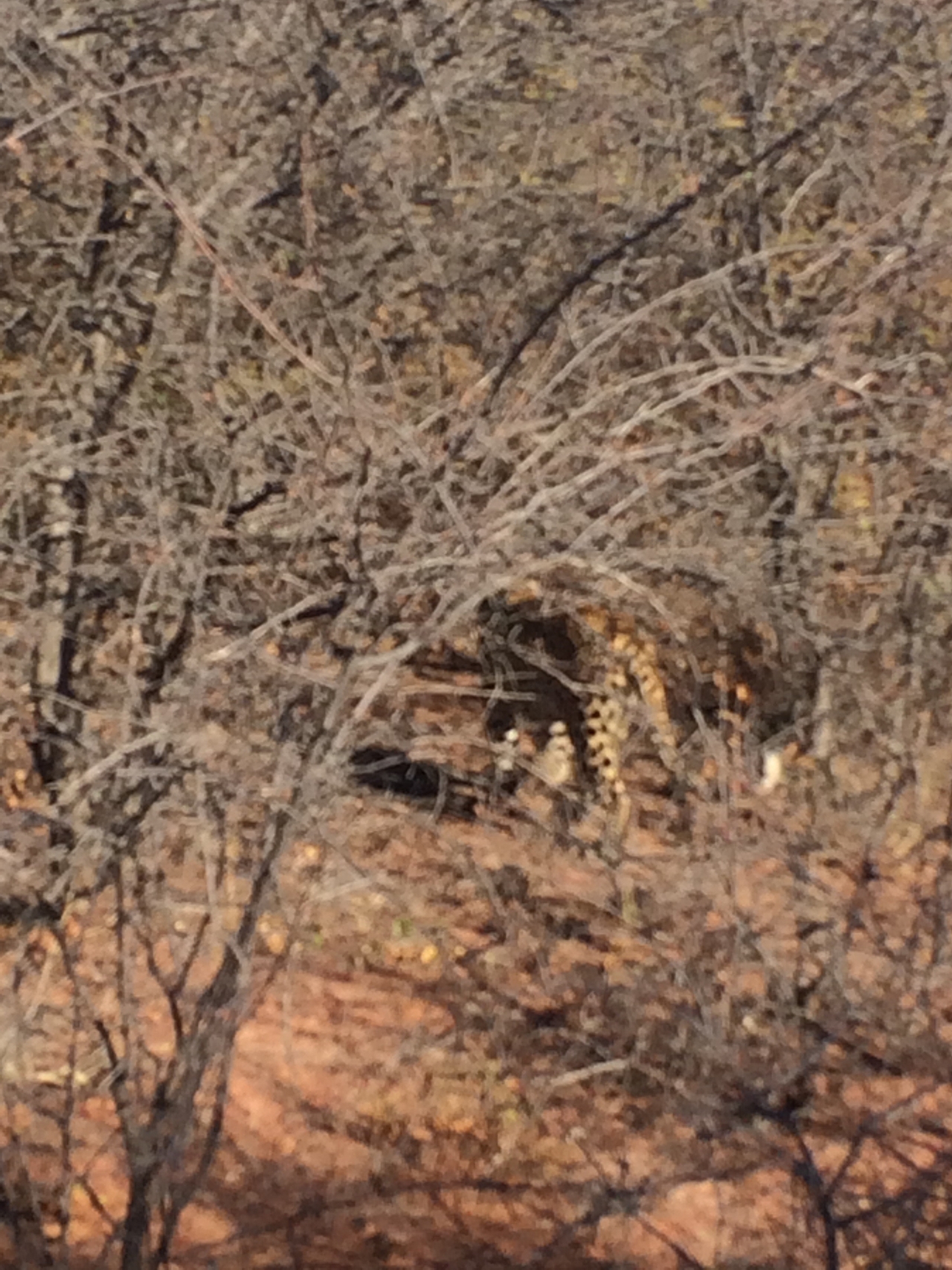 [2127] 2016_06_22_04_07_59_Africa_iPhone_5s_IMG_8064_00168.jpg