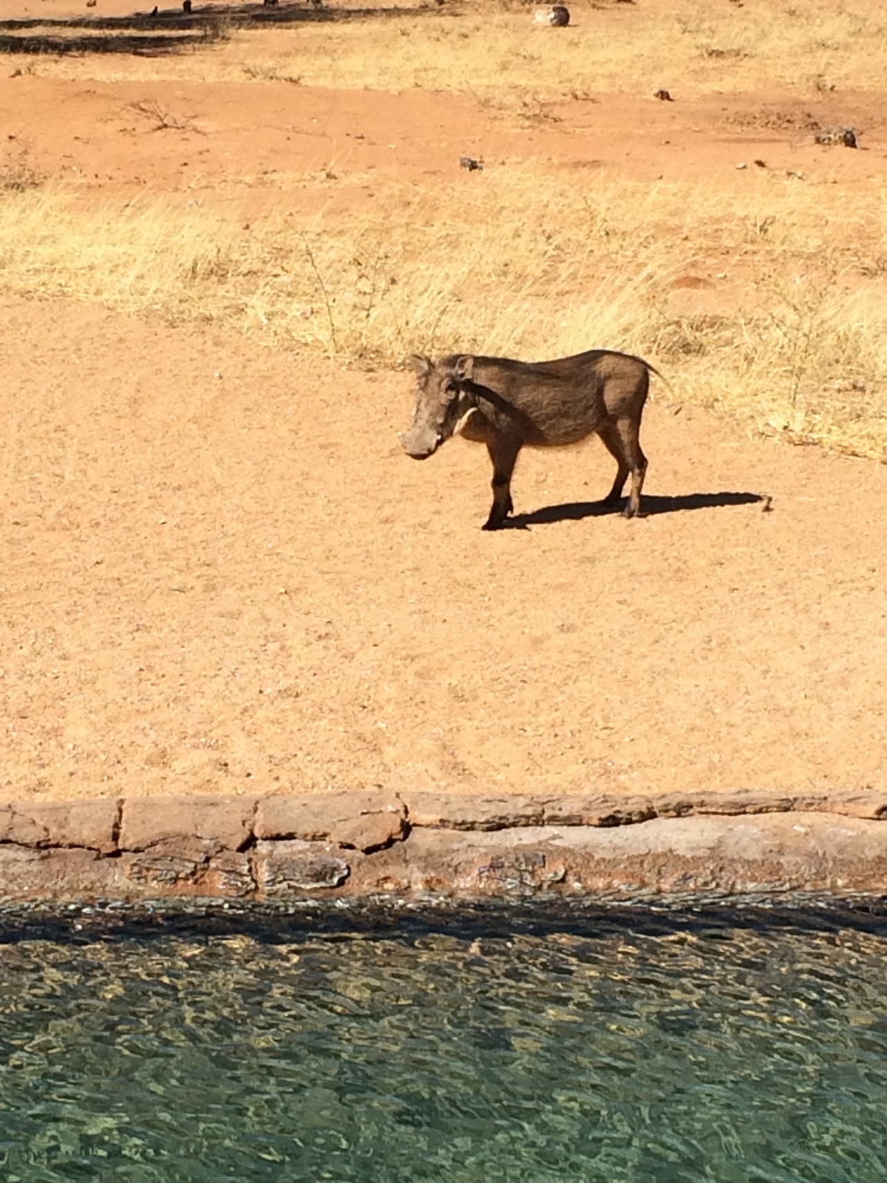 [2158] 2016_06_22_05_53_20_Africa_iPhone_5s_IMG_8068_00176.jpg