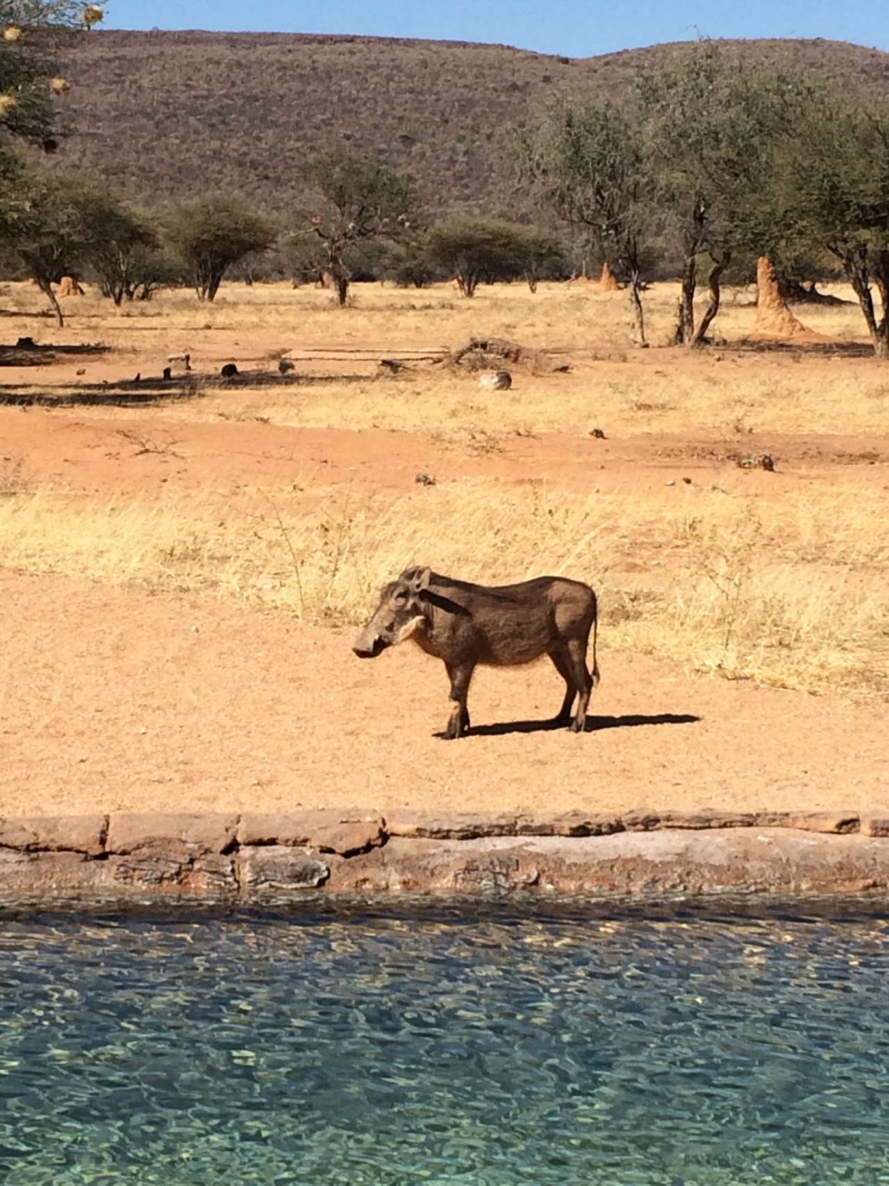 [2165] 2016_06_22_05_53_26_Africa_iPhone_5s_IMG__05793.jpg