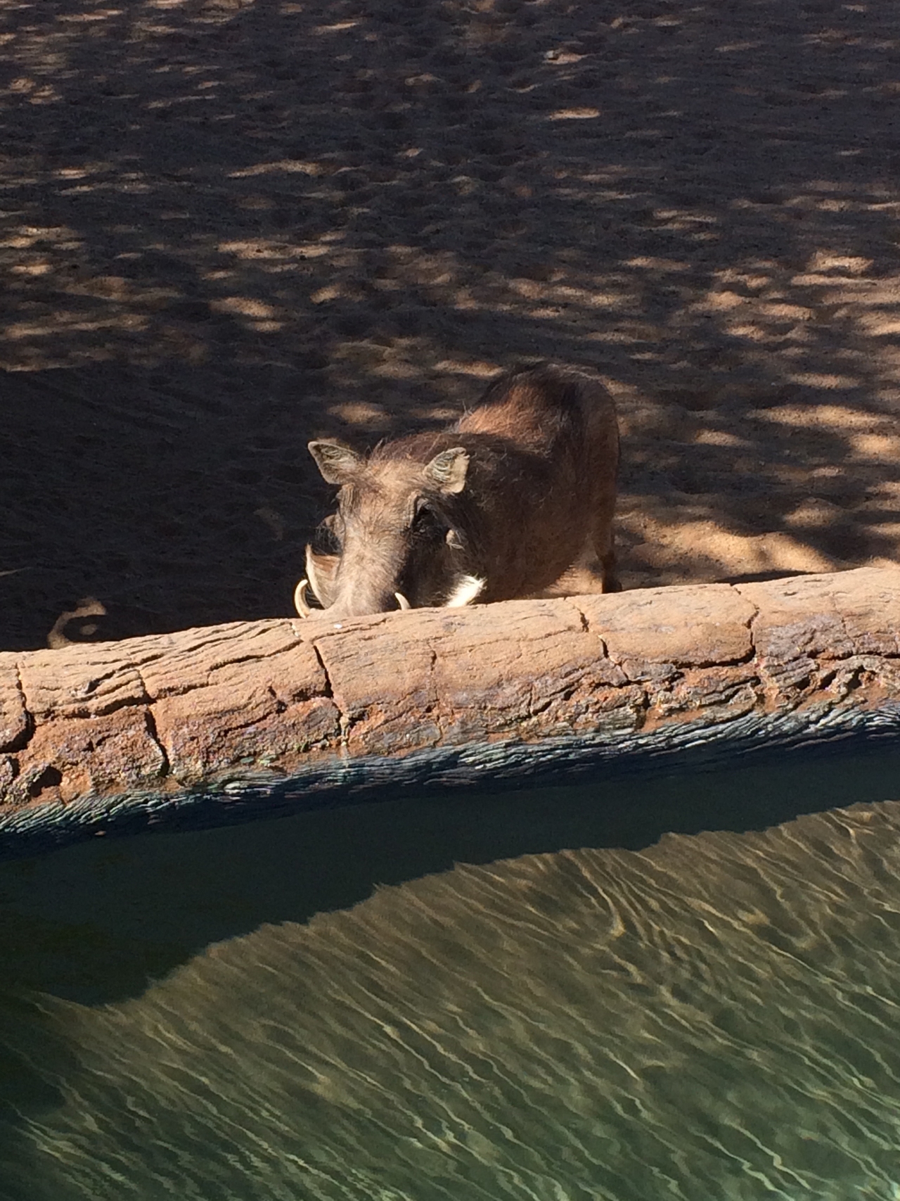 [2172] 2016_06_22_05_53_53_Africa_iPhone_5s_IMG__00183.jpg