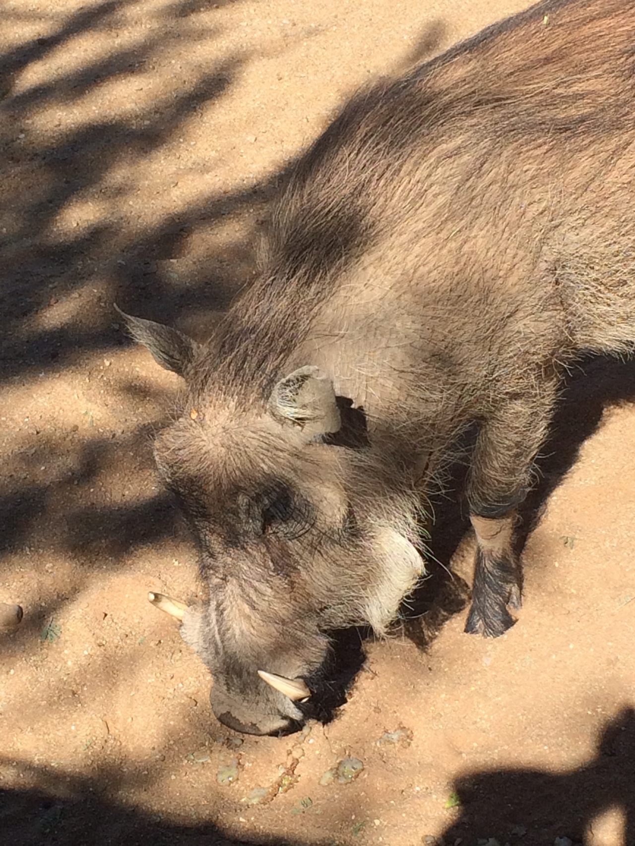 [2183] 2016_06_22_06_00_05_Africa_iPhone_5s_IMG__05801.jpg