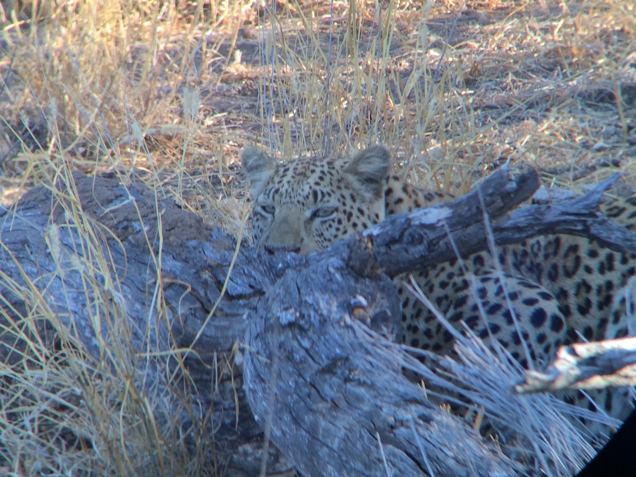 [3013] 2016_06_22_11_18_26_Africa_iPhone_5s_IMG__05833.jpg