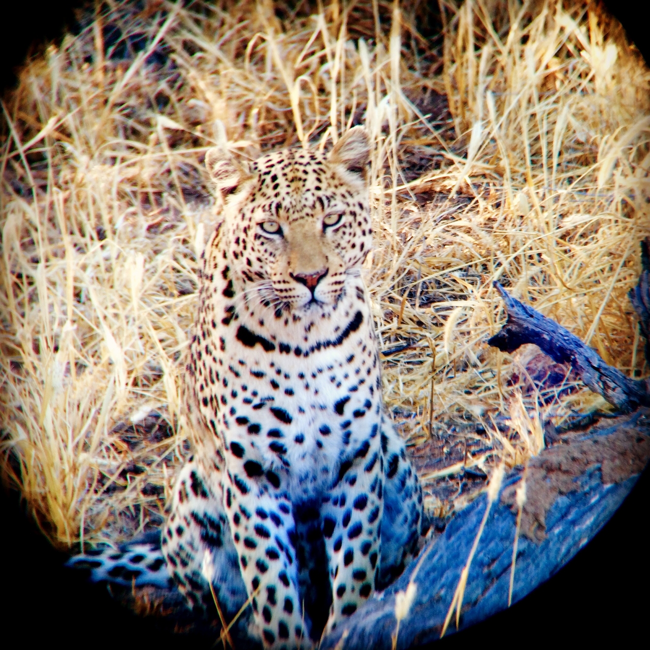 [3210] 2016_06_22_11_23_30_Africa_iPhone_5s_IMG_8113_00230.jpg