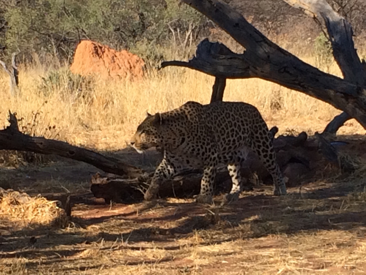 [5527] 2016_06_23_10_16_39_Africa_iPhone_5s_IMG_8174_00304.jpg