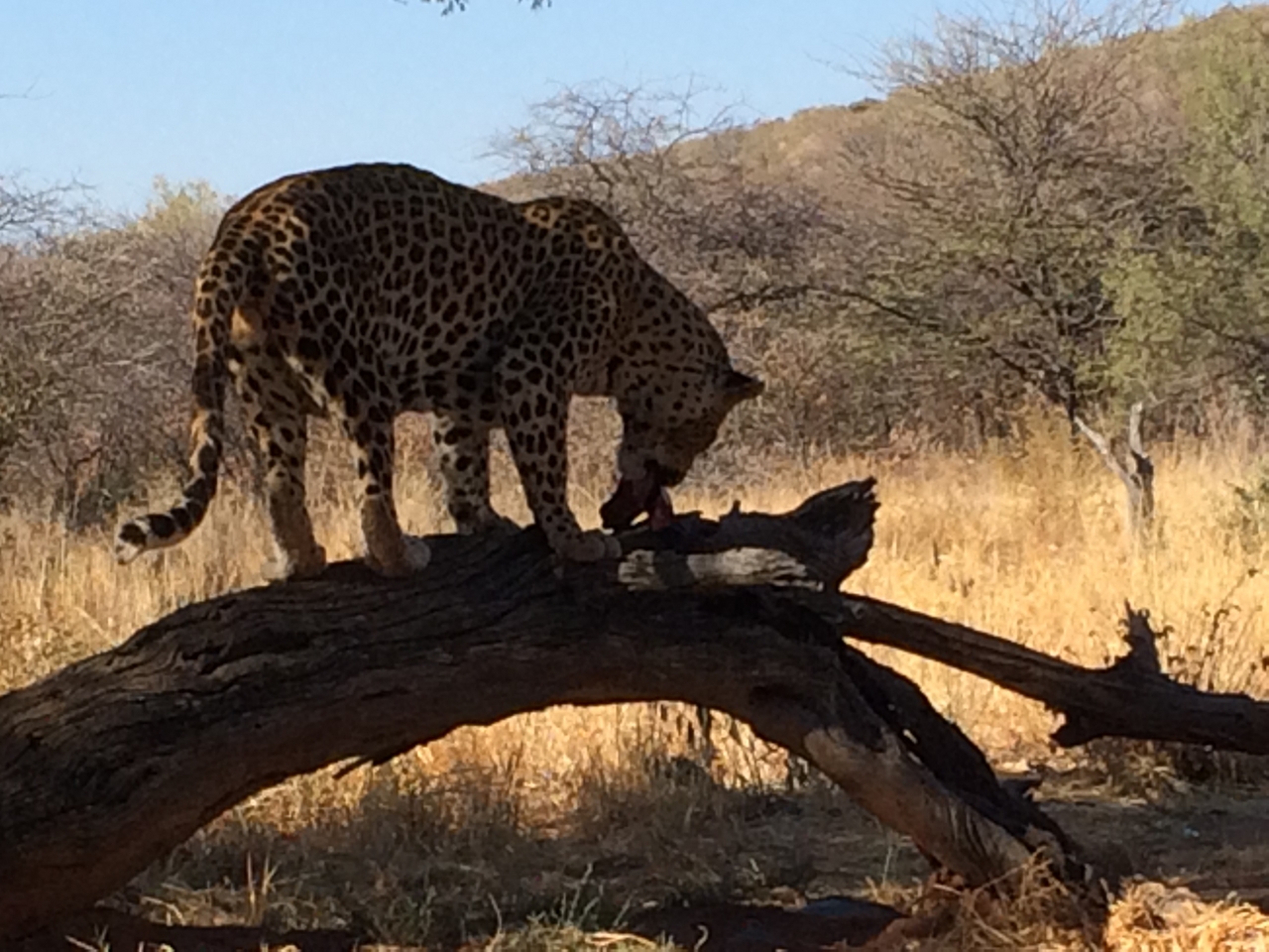 [5536] 2016_06_23_10_16_44_Africa_iPhone_5s_IMG_8176_05922.jpg