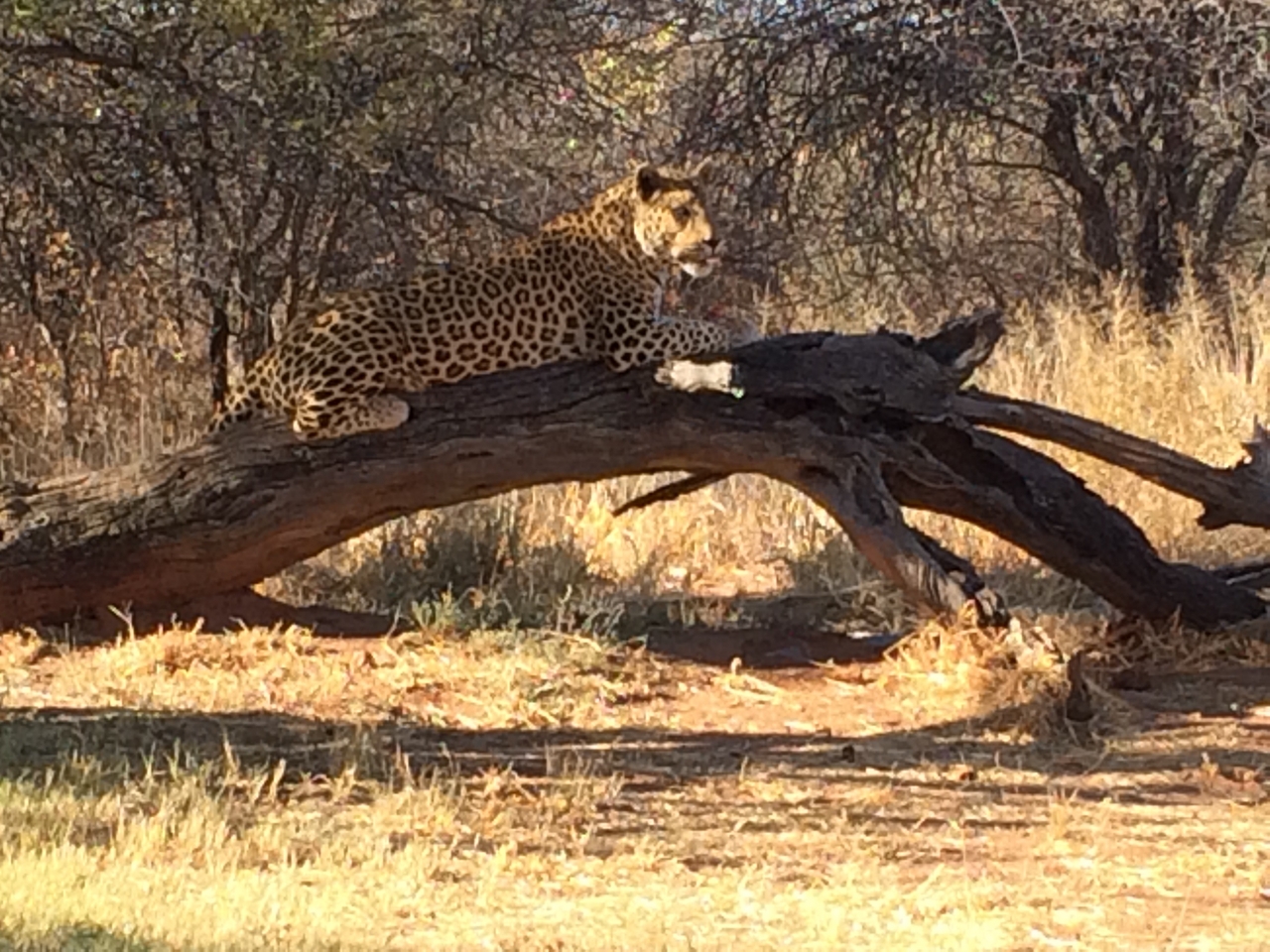 [5632] 2016_06_23_10_23_51_Africa_iPhone_5s_IMG_8181_05928.jpg