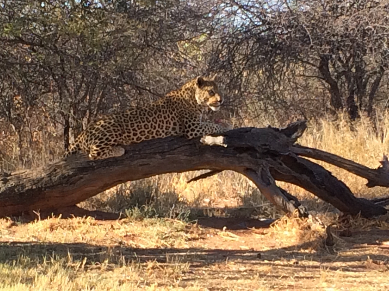 [5636] 2016_06_23_10_23_52_Africa_iPhone_5s_IMG_8182_05930.jpg