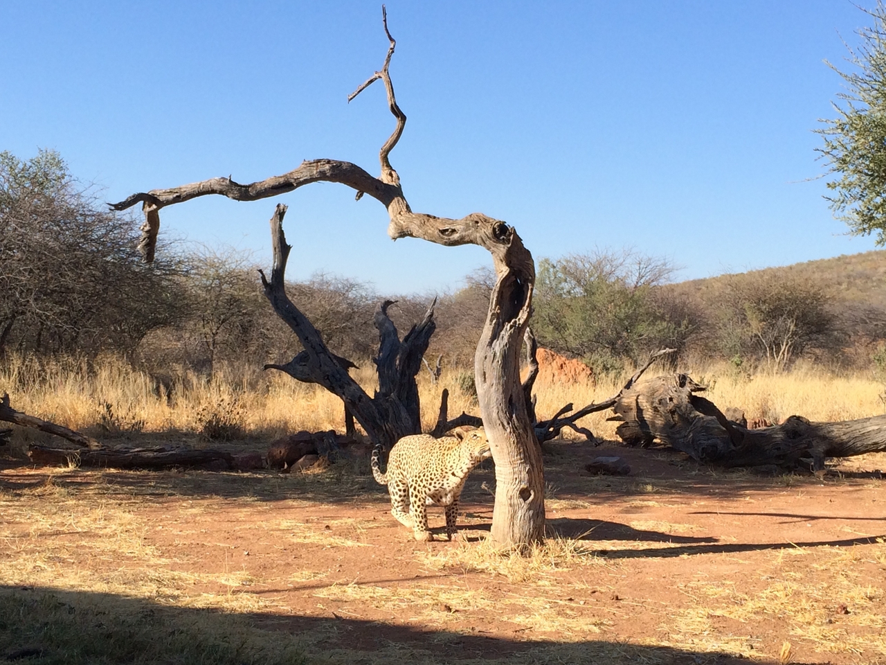 [5820] 2016_06_23_10_26_41_Africa_iPhone_5s_IMG_8184_05932.jpg