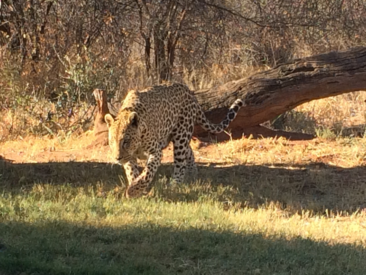 [6024] 2016_06_23_10_30_08_Africa_iPhone_5s_IMG_8187_05938.jpg