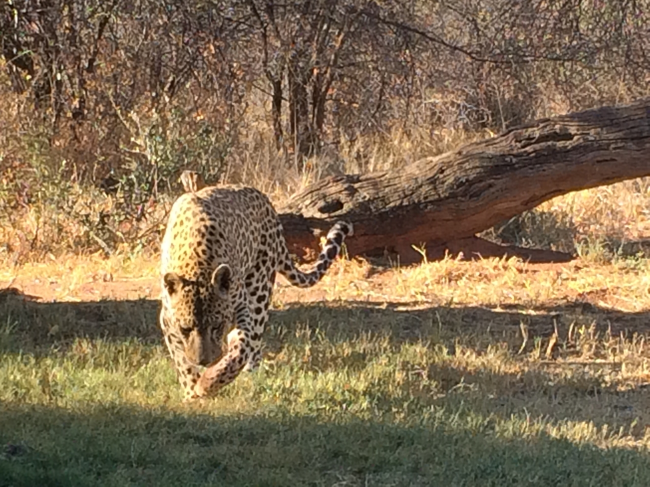[6034] 2016_06_23_10_30_09_Africa_iPhone_5s_IMG_8188_05940.jpg