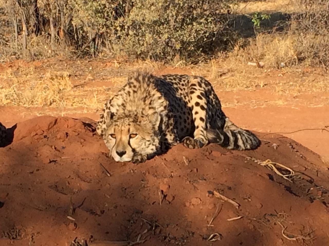 [7087] 2016_06_23_11_13_47_Africa_iPhone_5s_IMG_8214_00364.jpg