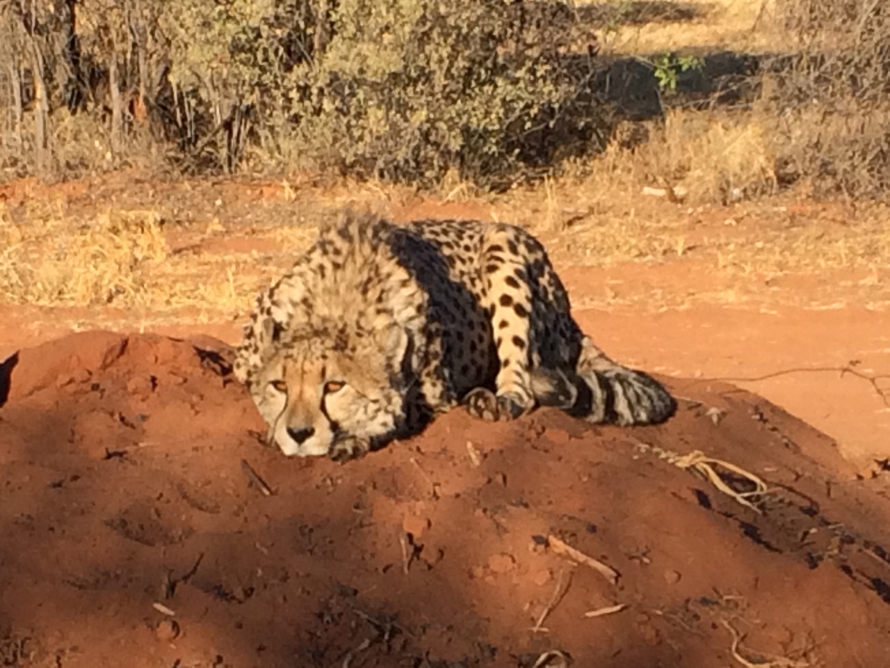 [7103] 2016_06_23_11_13_50_Africa_iPhone_5s_IMG_8215_00366.jpg
