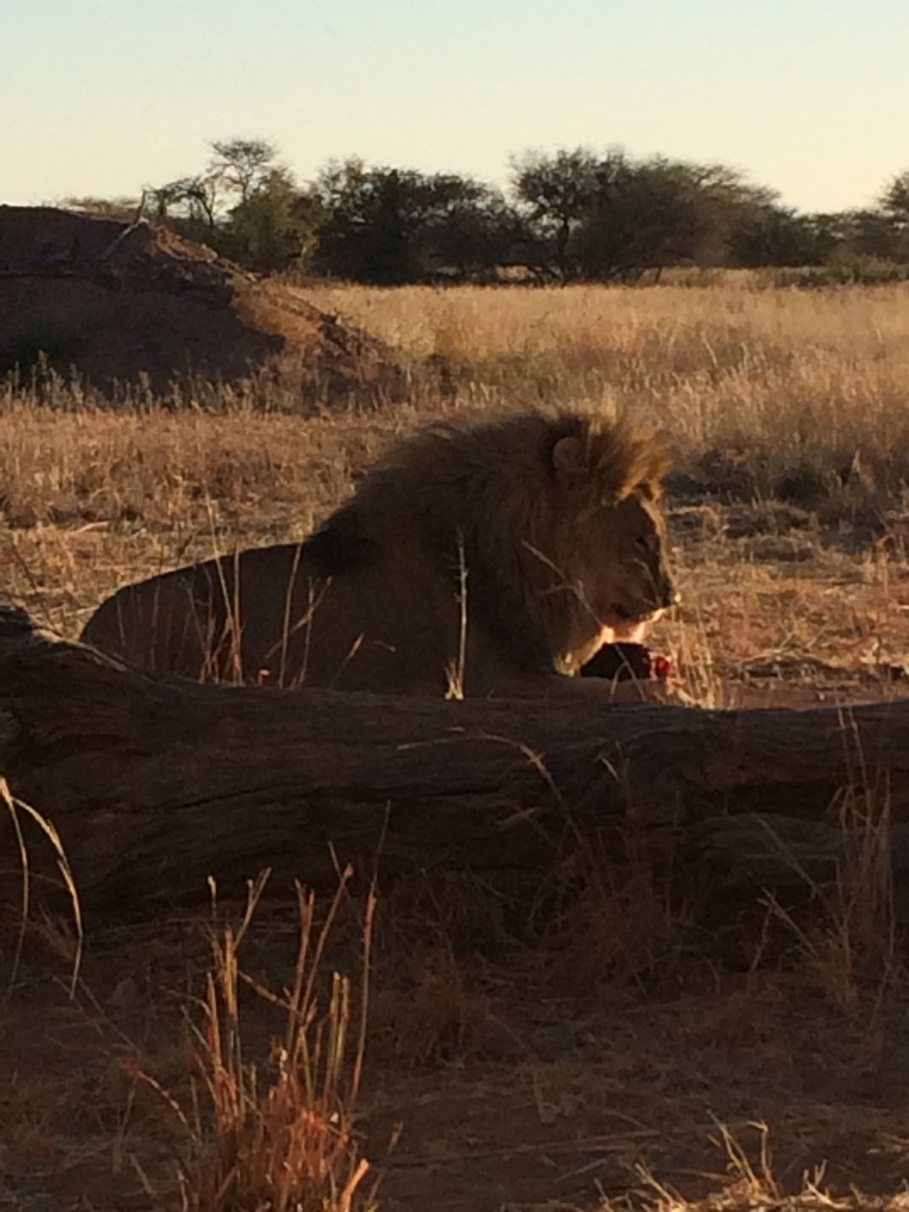[7496] 2016_06_23_11_41_00_Africa_iPhone_5s_IMG_8229_06002.jpg