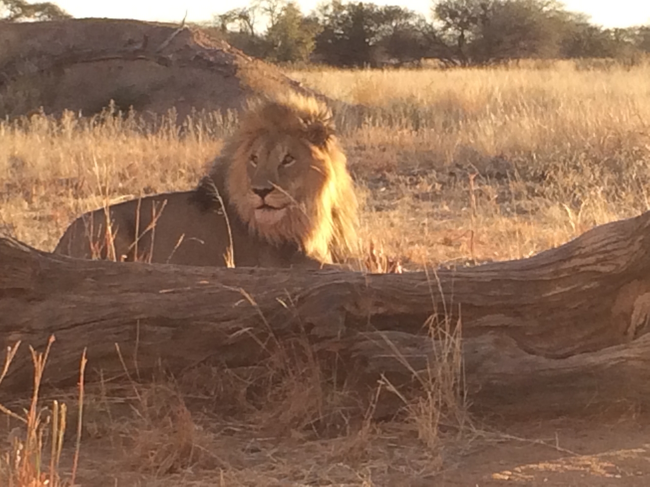 [7823] 2016_06_23_11_46_20_Africa_iPhone_5s_IMG_8233_06008.jpg