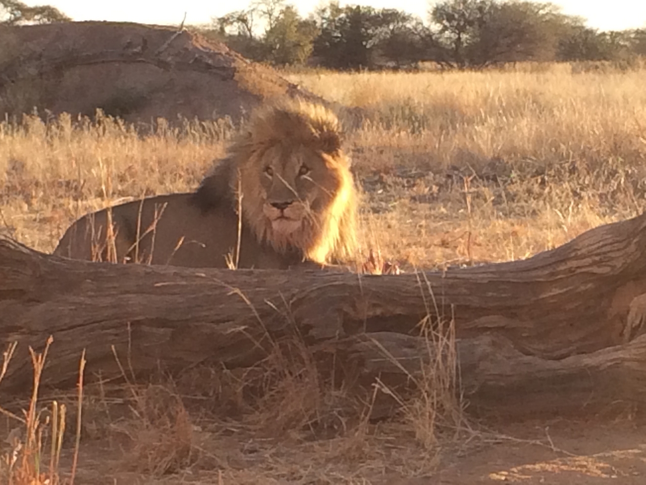 [7829] 2016_06_23_11_46_21_Africa_iPhone_5s_IMG_8234_06010.jpg