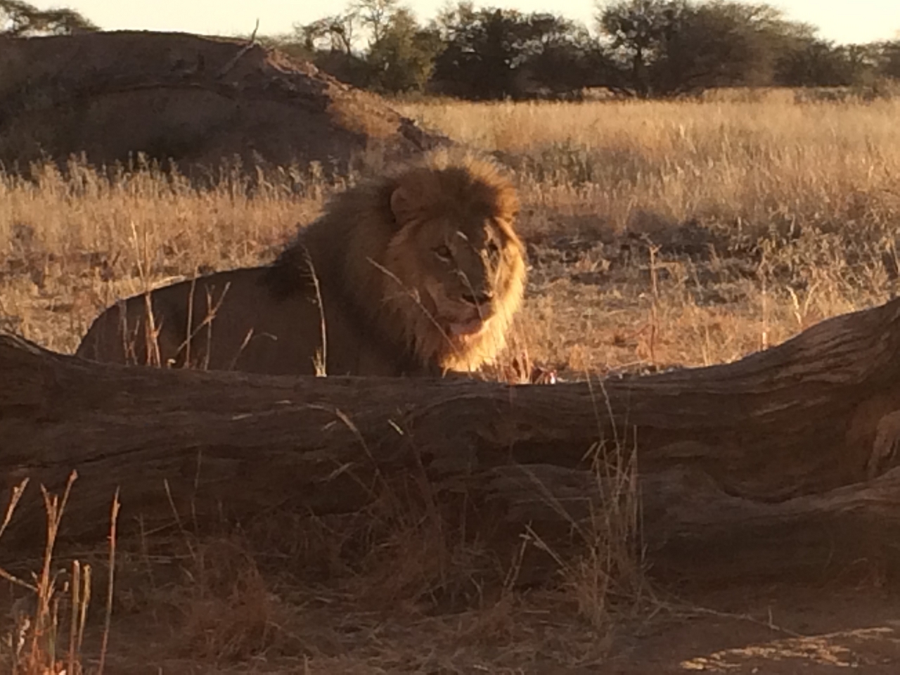 [7852] 2016_06_23_11_46_24_Africa_iPhone_5s_IMG_8237_06014.jpg
