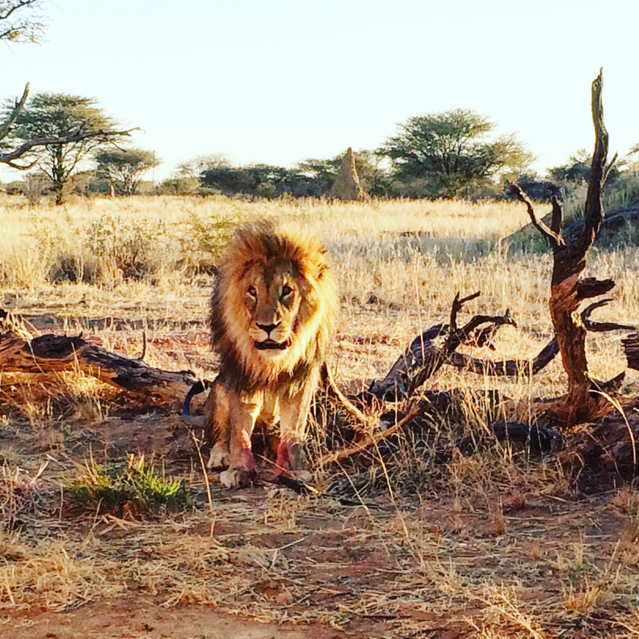 [8438] 2016_06_23_11_54_25_Africa_iPhone_5s_IMG_8404_00642.jpg