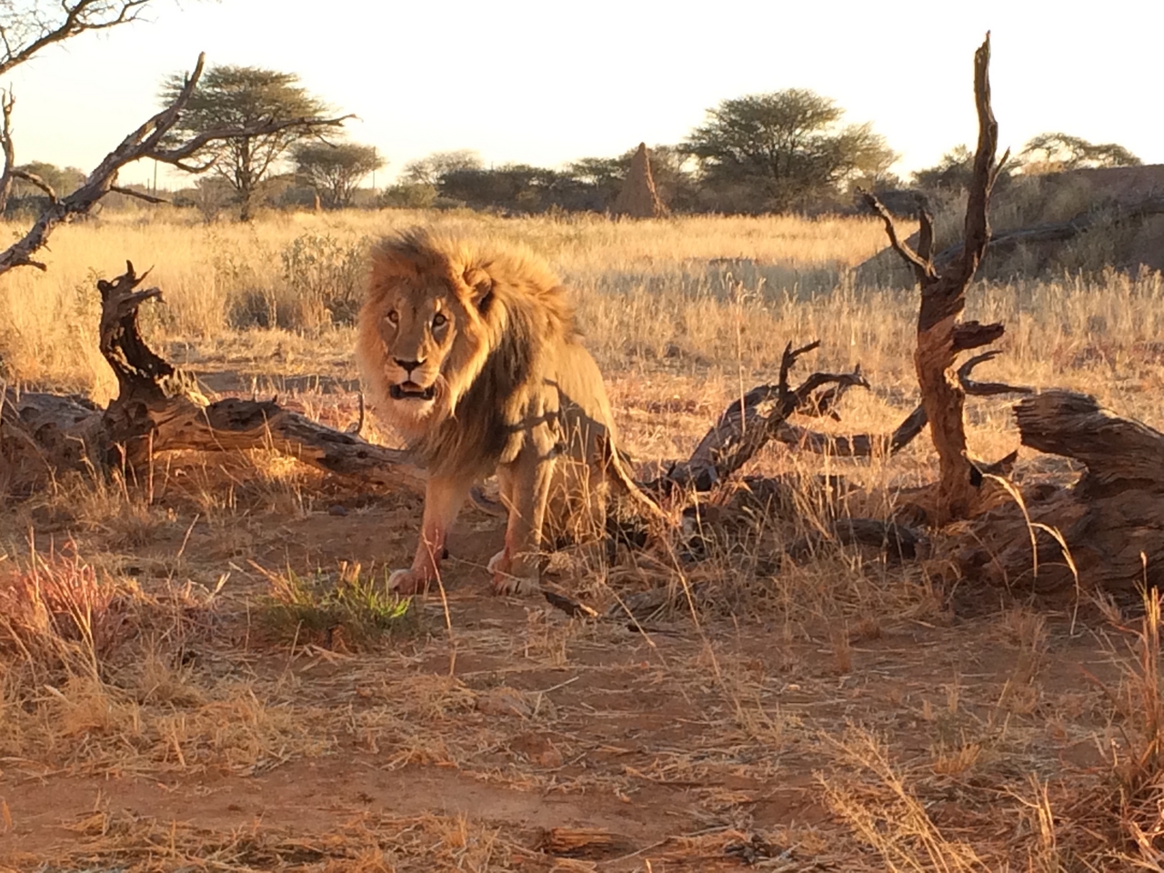 [8511] 2016_06_23_11_54_34_Africa_iPhone_5s_IMG_8241_00406.jpg
