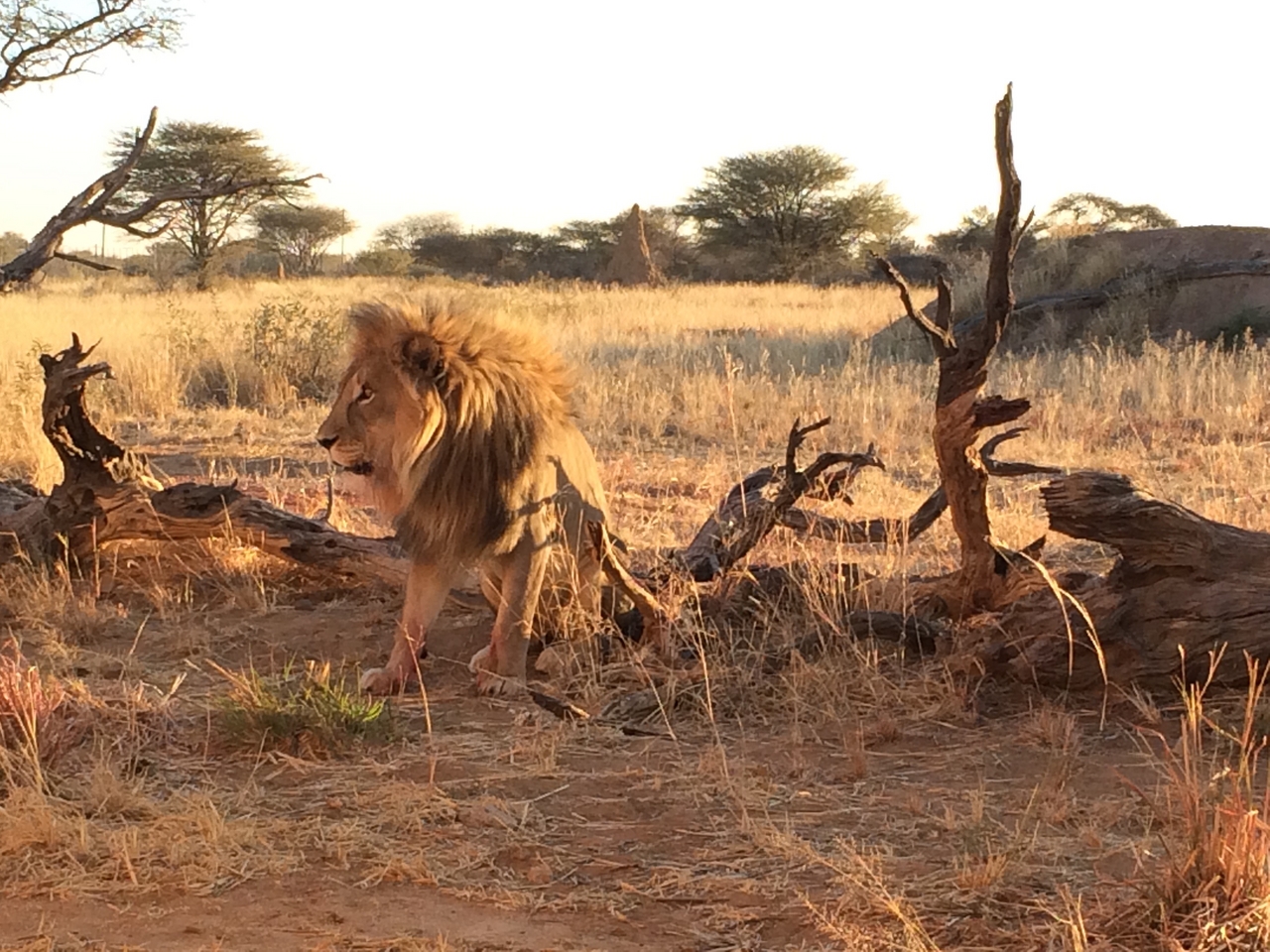[8536] 2016_06_23_11_54_40_Africa_iPhone_5s_IMG_8242_00408.jpg