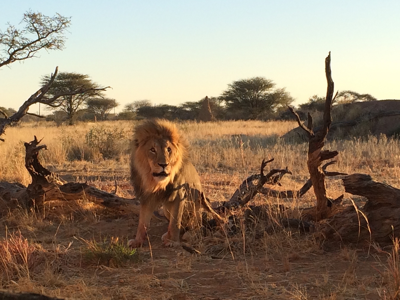 [8556] 2016_06_23_11_54_45_Africa_iPhone_5s_IMG_8243_06024.jpg