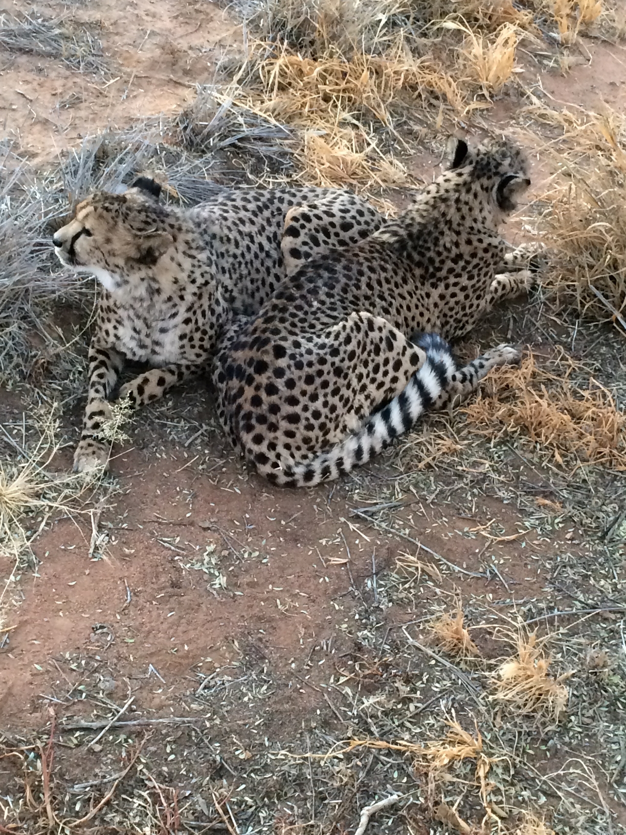 [8924] 2016_06_23_12_26_18_Africa_iPhone_5s_IMG_8253_00418.jpg