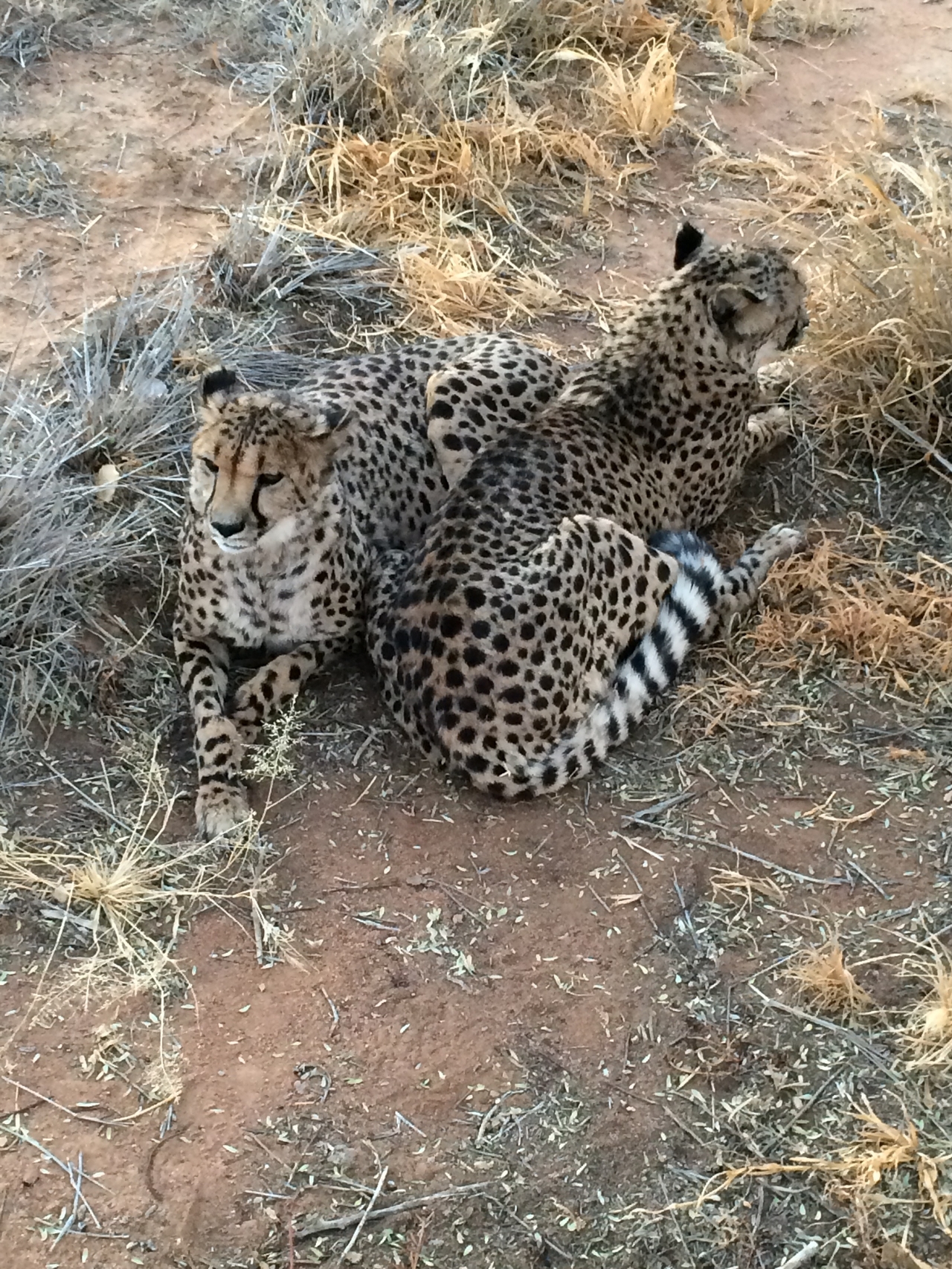 [8928] 2016_06_23_12_26_26_Africa_iPhone_5s_IMG_8254_00420.jpg
