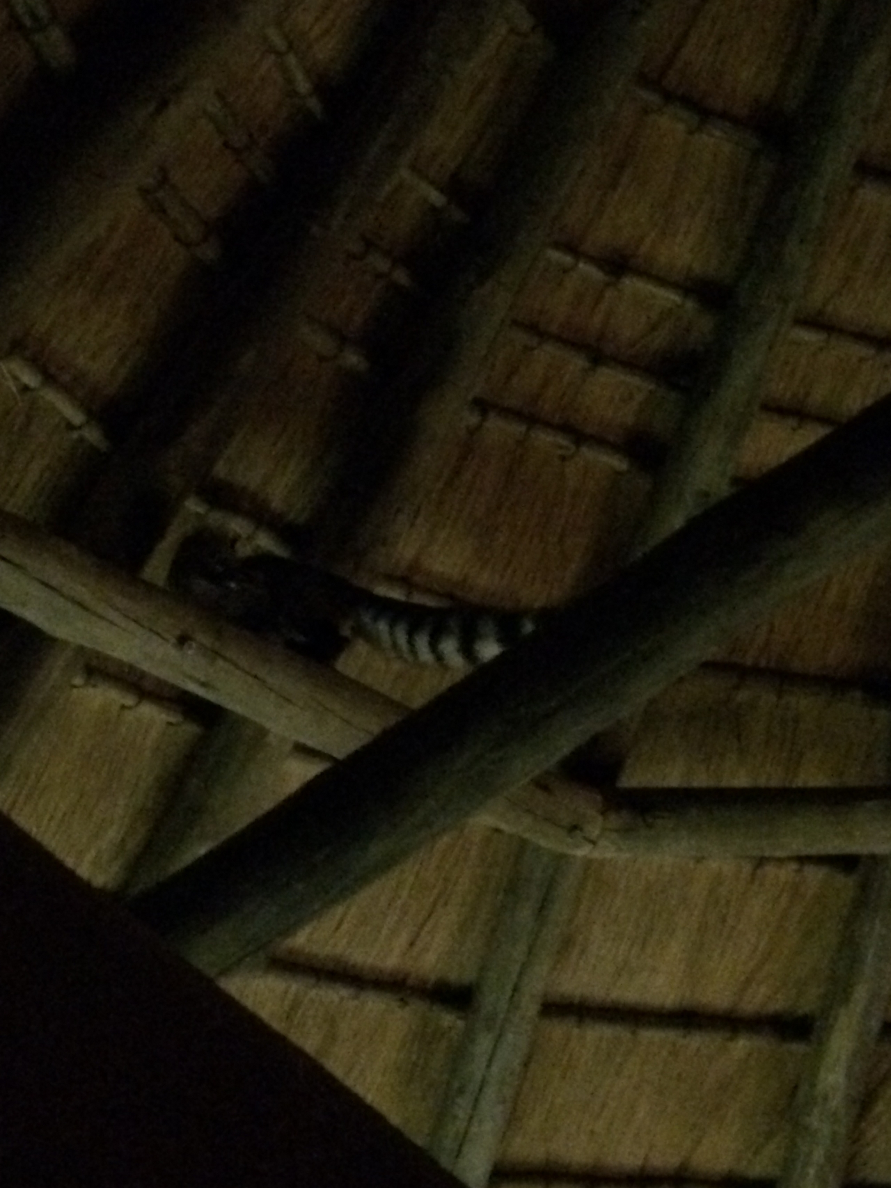 [9579] 2016_06_23_17_51_56_Africa_iPhone_5s_IMG_8269_06064.jpg
