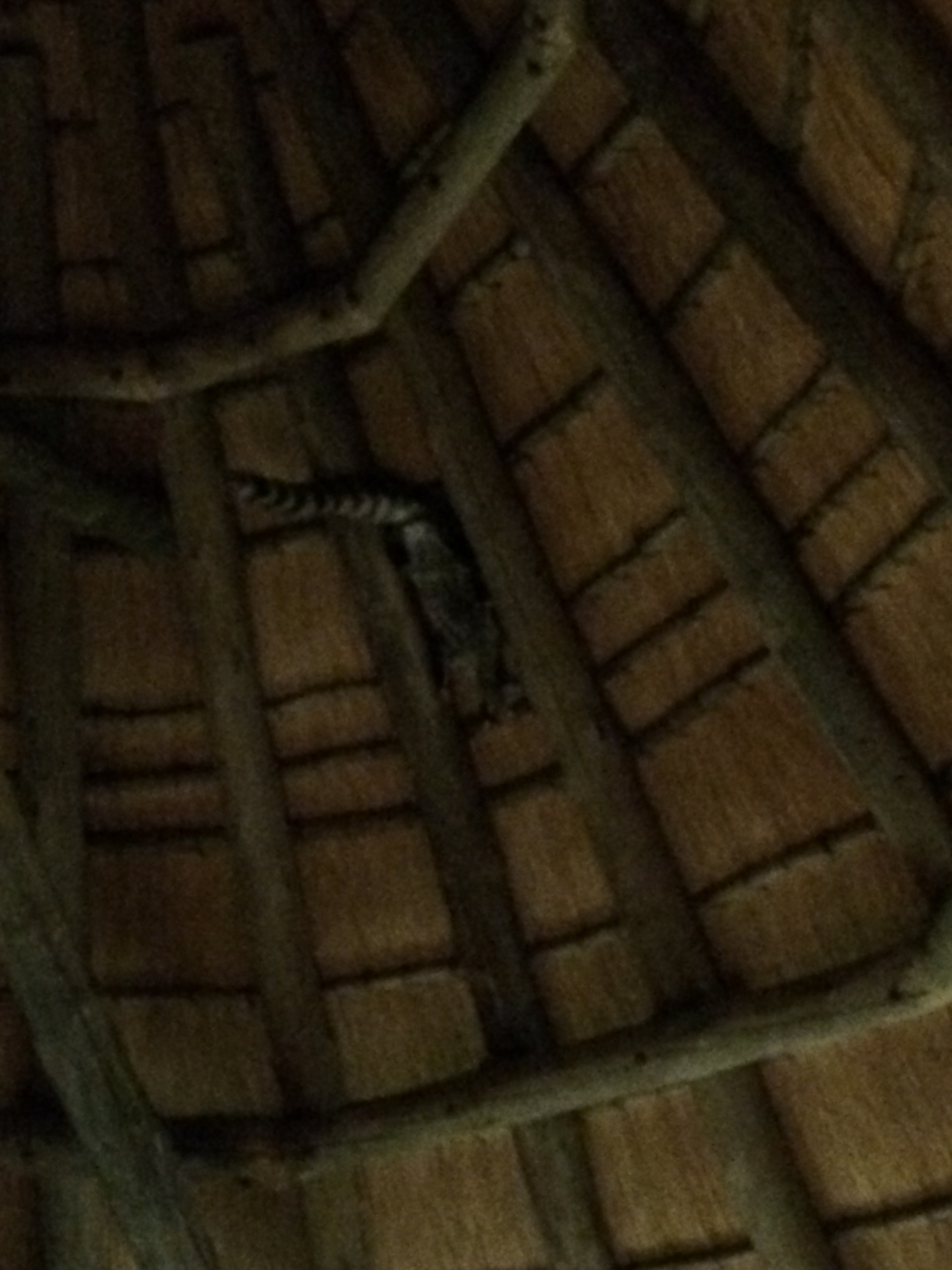 [9606] 2016_06_23_17_53_57_Africa_iPhone_5s_IMG_8277_00464.jpg