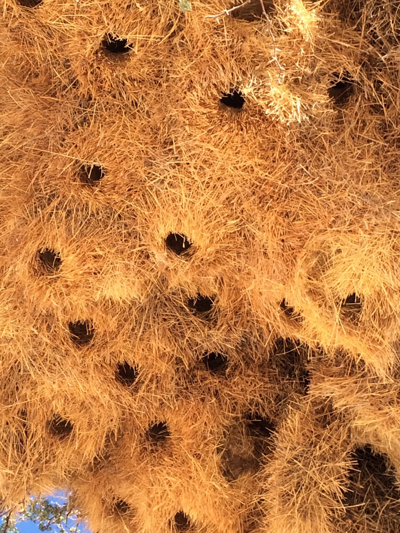 [16404] 2016_06_26_06_17_56_Africa_iPhone_5s_IMG_8392_00618.jpg
