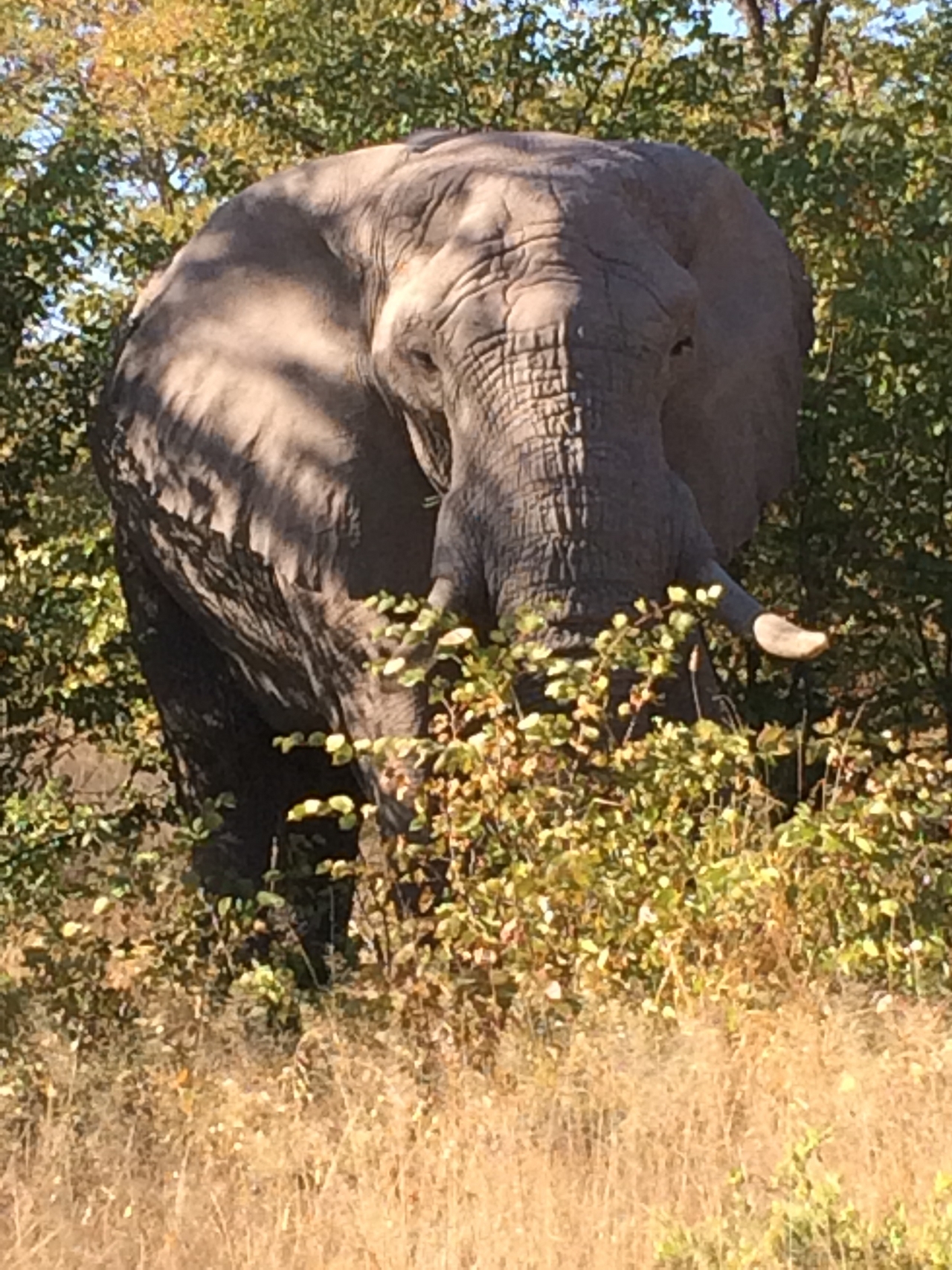 [17103] 2016_06_27_09_26_25_Africa_iPhone_5s_IMG_8451_00731.jpg