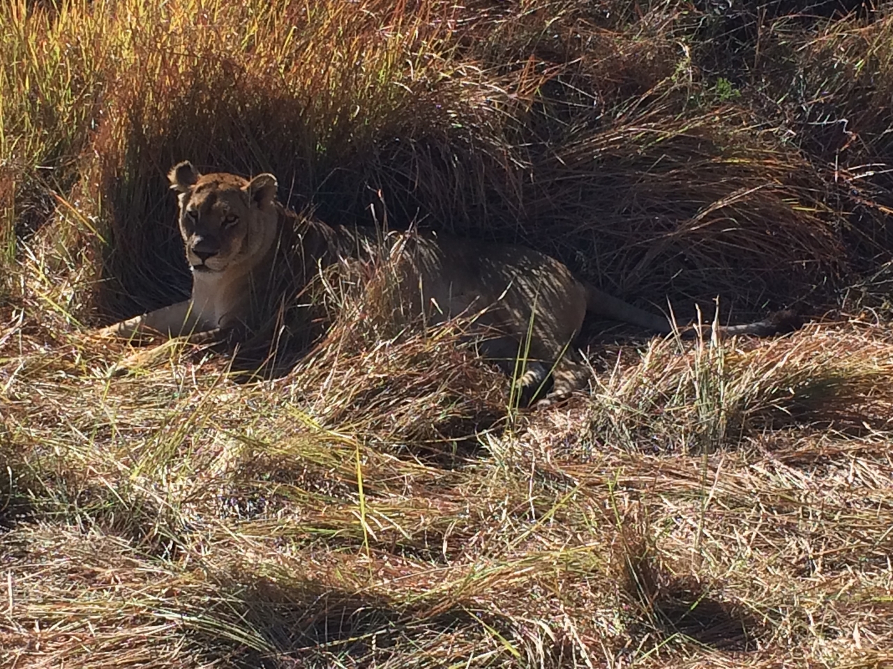 [18813] 2016_06_28_04_18_05_Africa_iPhone_5s_IMG_8474_00757.jpg