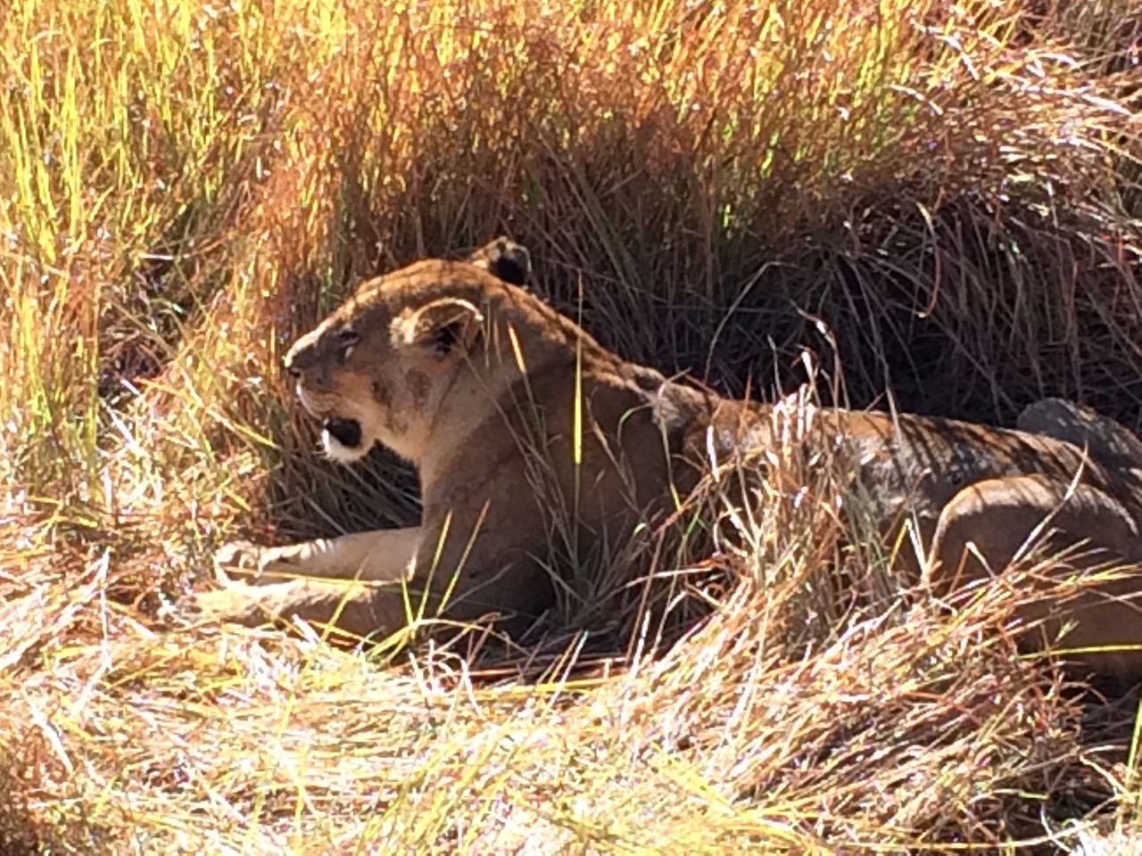 [18988] 2016_06_28_04_20_58_Africa_iPhone_5s_IMG__06374.jpg
