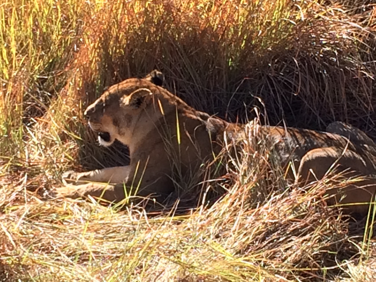 [18989] 2016_06_28_04_21_05_Africa_iPhone_5s_IMG_8478_00761.jpg