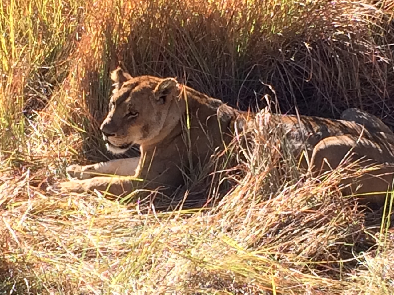 [19026] 2016_06_28_04_22_03_Africa_iPhone_5s_IMG_8481_00767.jpg