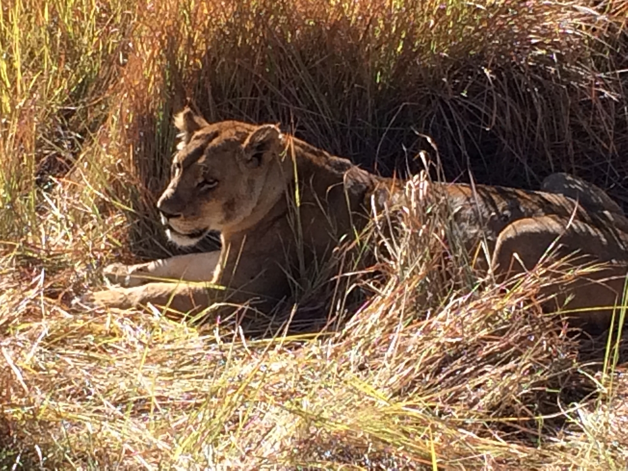 [19028] 2016_06_28_04_22_03_Africa_iPhone_5s_IMG__00766.jpg