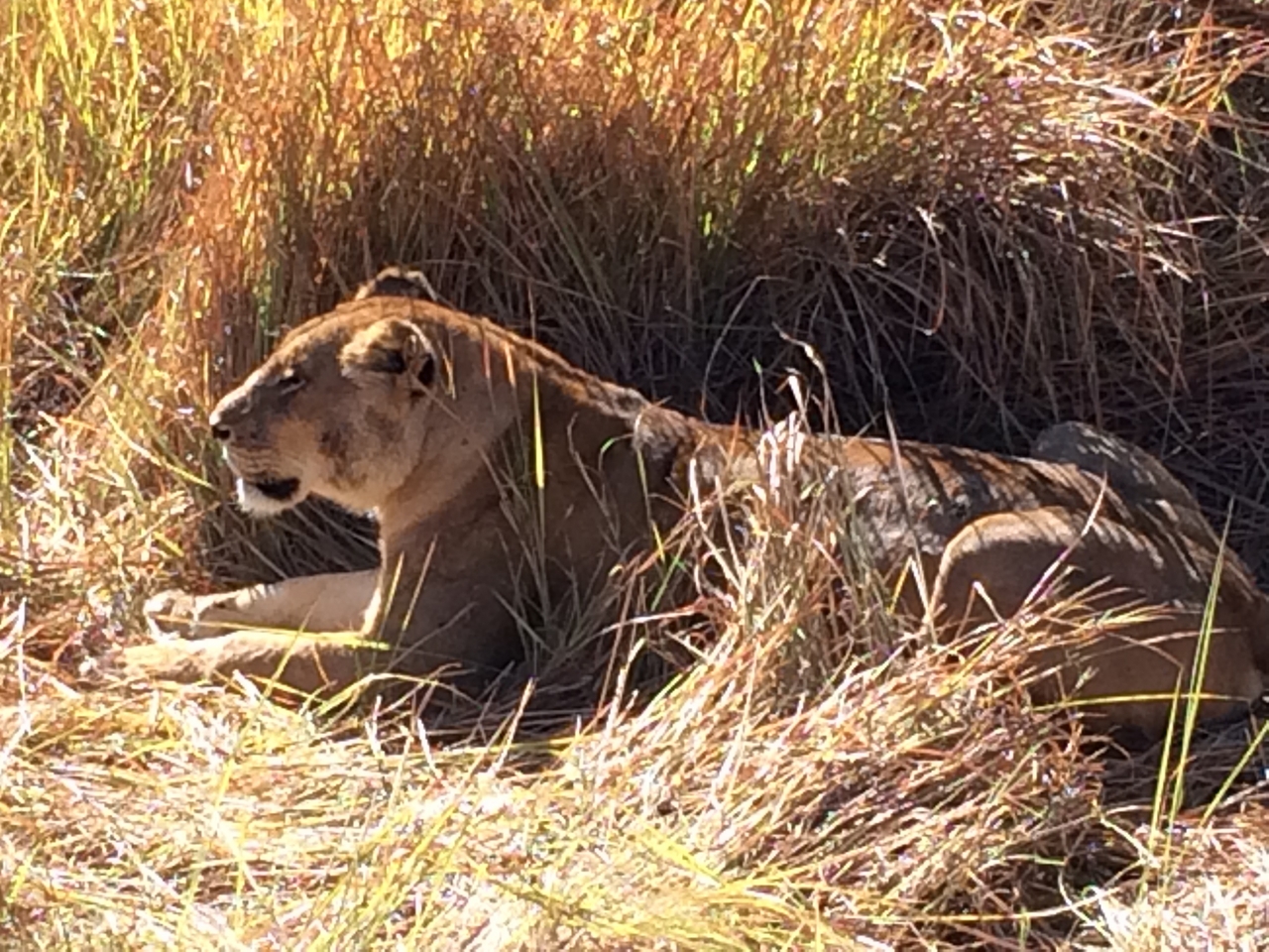 [19033] 2016_06_28_04_22_09_Africa_iPhone_5s_IMG_8482_06383.jpg