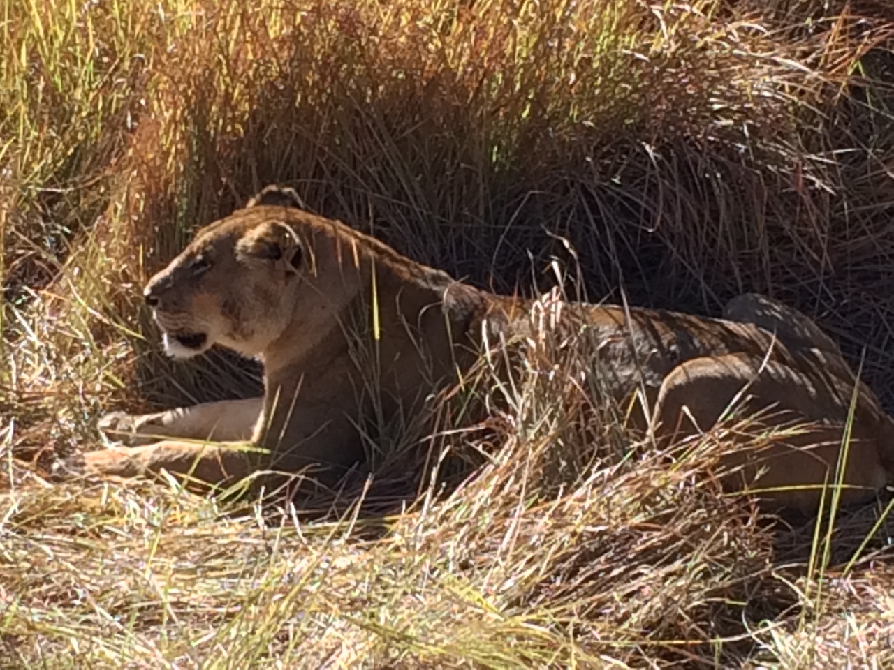 [19034] 2016_06_28_04_22_09_Africa_iPhone_5s_IMG_8483_00771.jpg