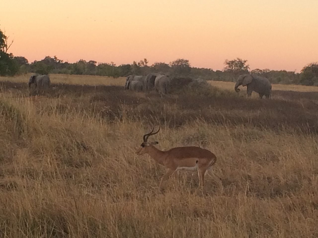 [20213] 2016_06_28_11_55_25_Africa_iPhone_5s_IMG__06403.jpg