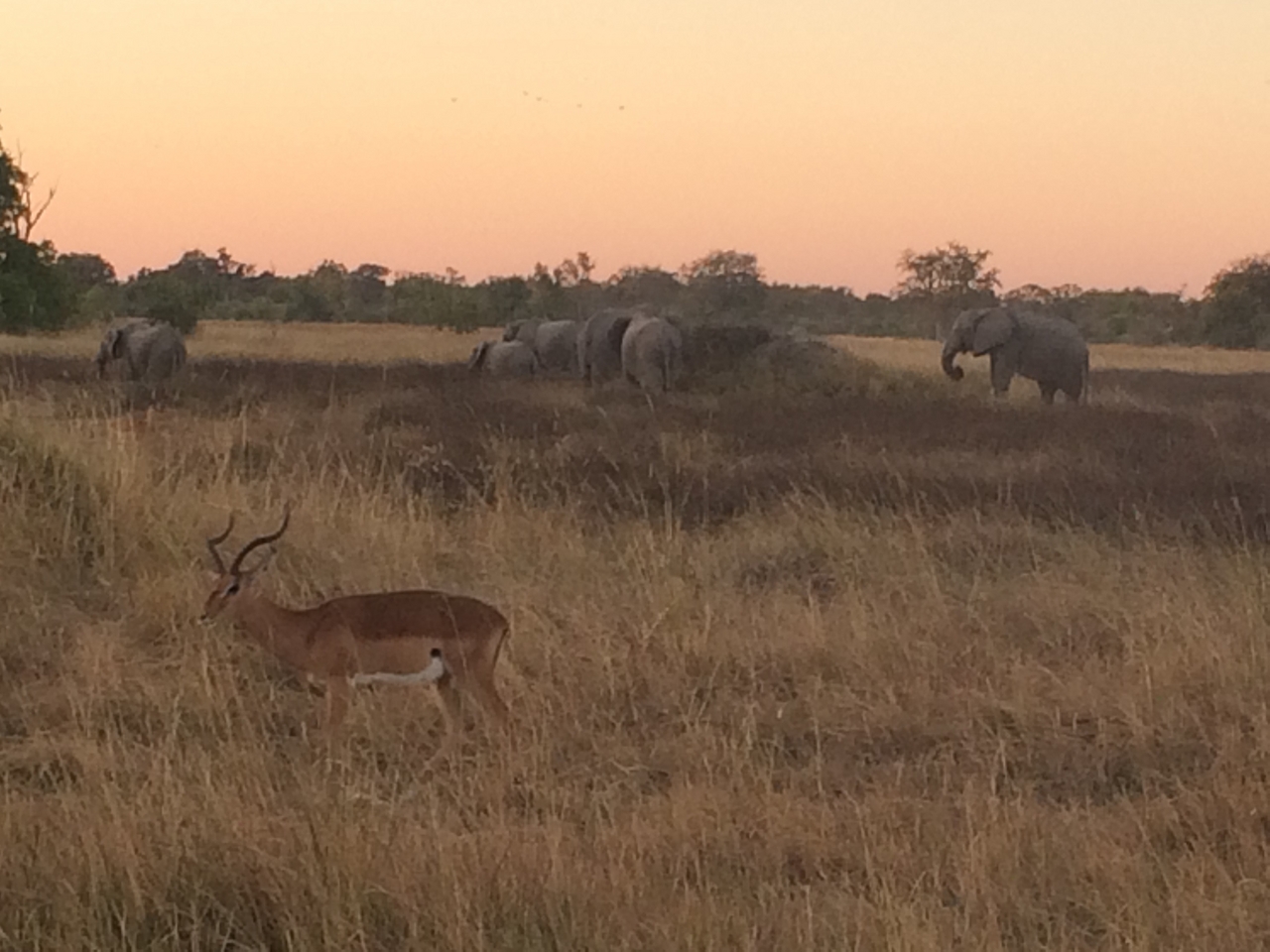 [20215] 2016_06_28_11_55_27_Africa_iPhone_5s_IMG_8503_06404.jpg