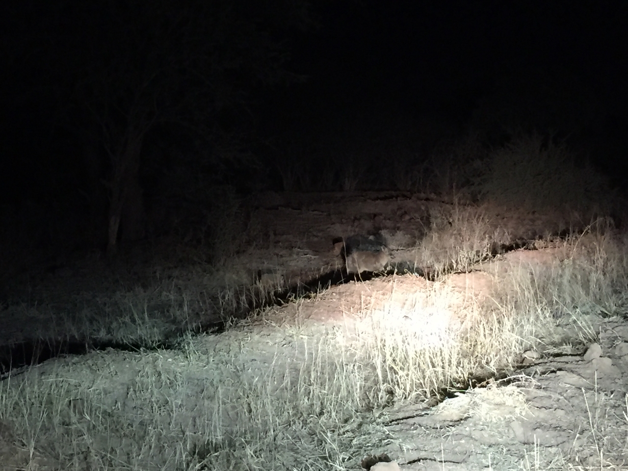 [375] 2016_06_21_18_16_31_Africa_iPhone_6_IMG_7543_00141.jpg
