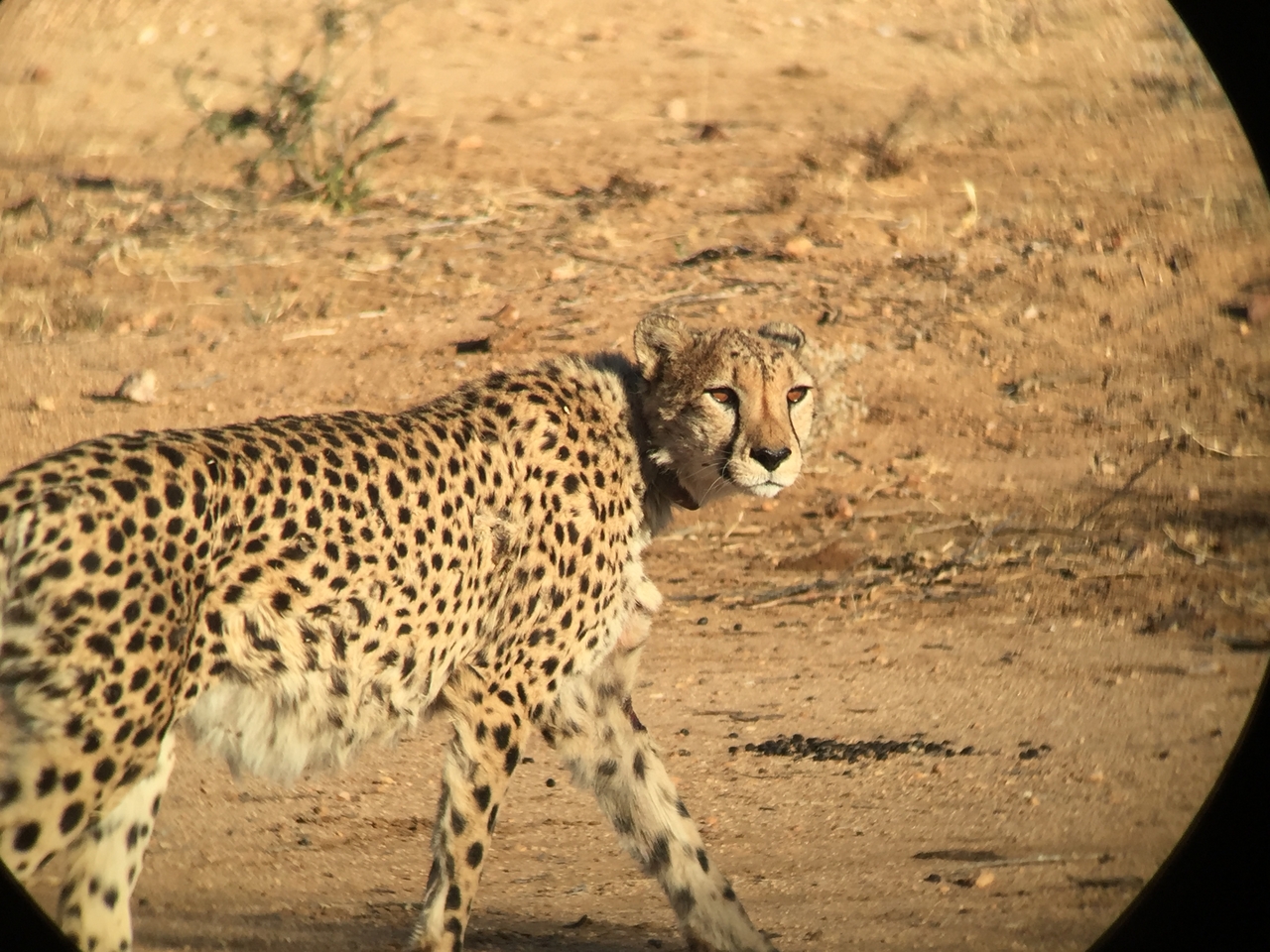 [2388] 2016_06_22_07_52_15_Africa_iPhone_6_IMG_7603_02541.jpg