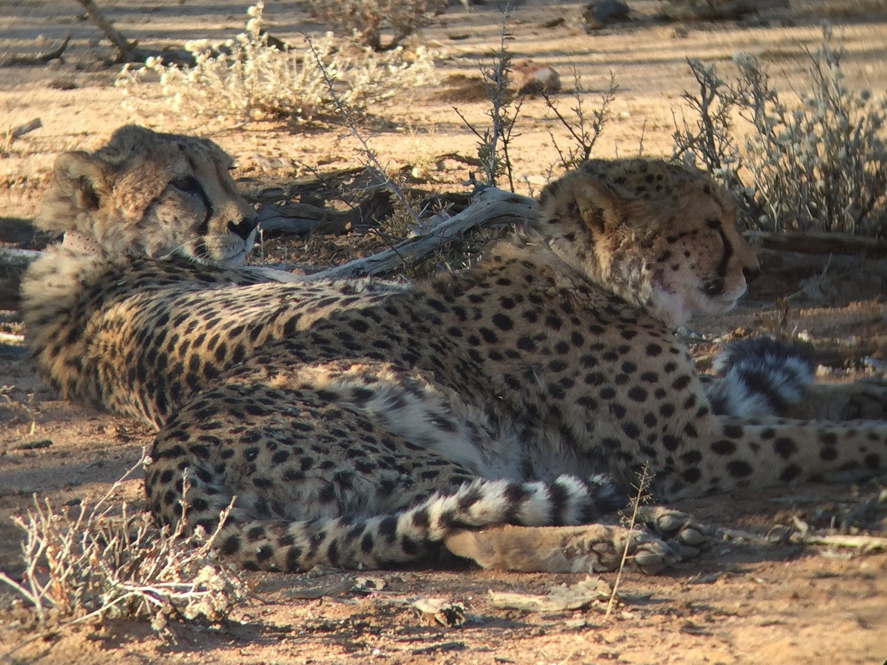 [2408] 2016_06_22_08_01_25_Africa_iPhone_6_IMG_7617_02551.jpg