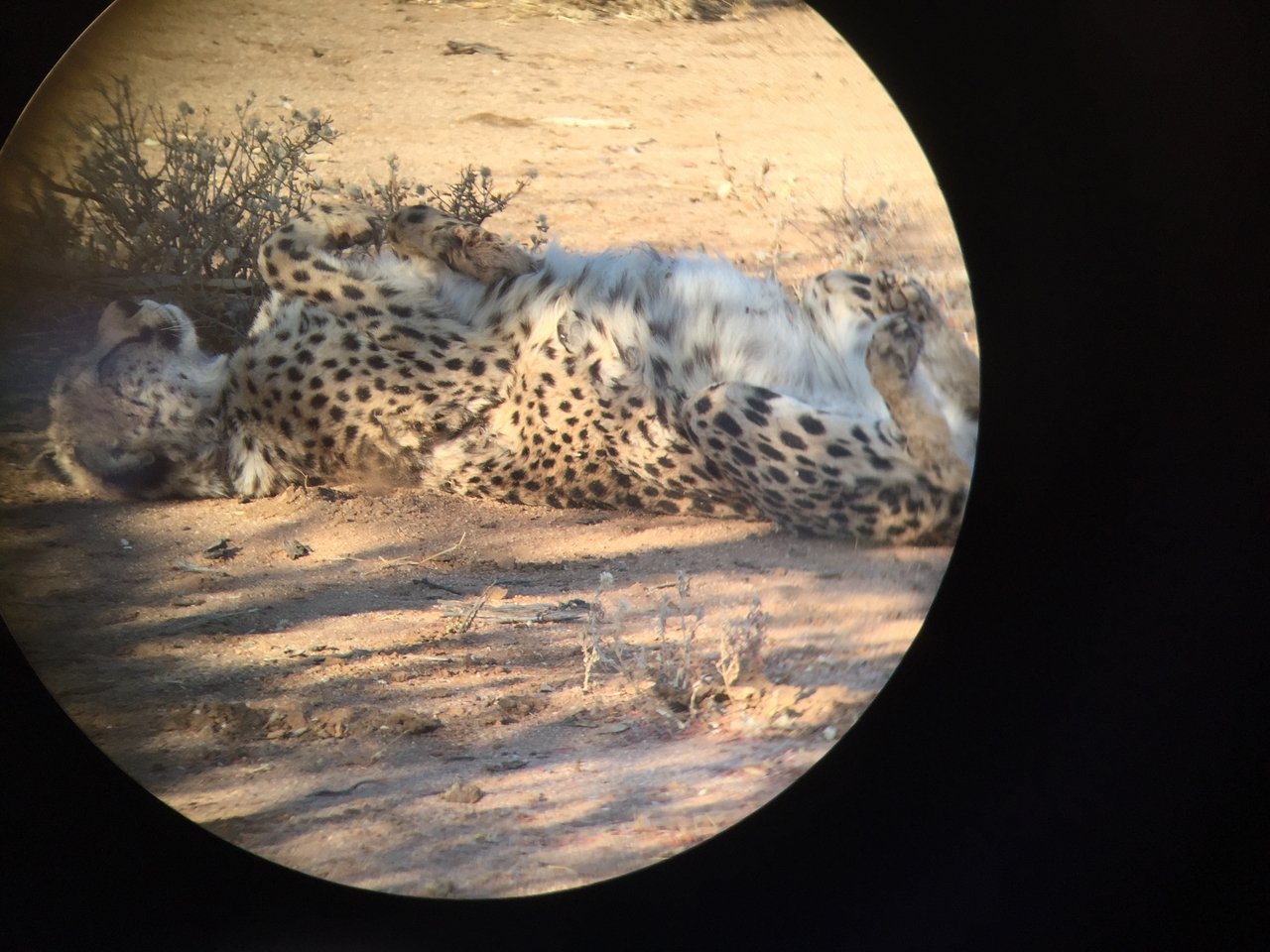 [2439] 2016_06_22_08_12_13_Africa_iPhone_6_IMG_7635_00226.jpg