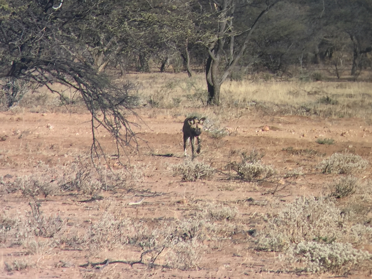 [2445] 2016_06_22_08_18_56_Africa_iPhone_6_IMG_7638_00229.jpg