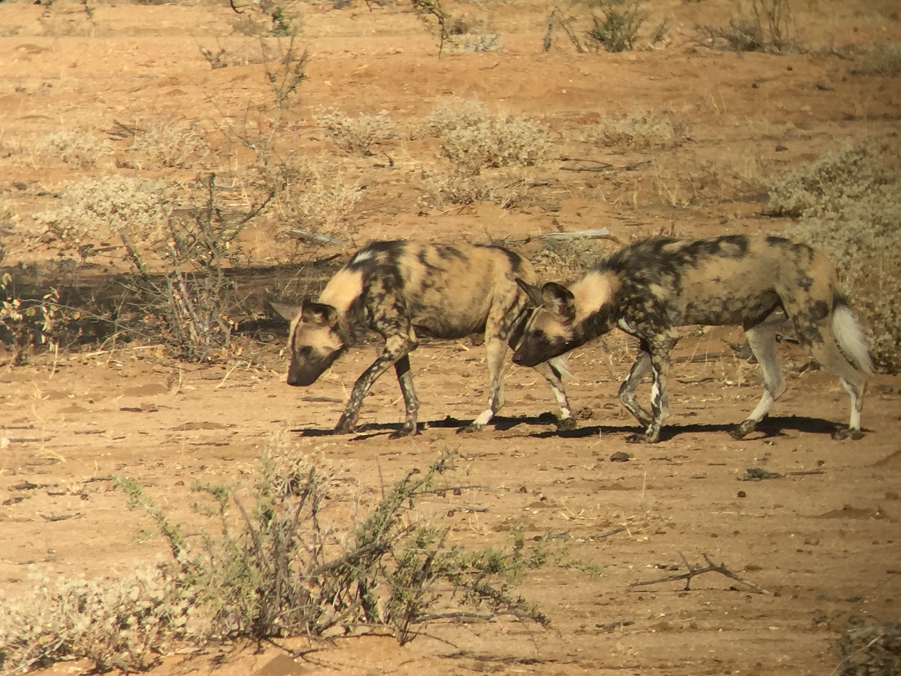 [2451] 2016_06_22_08_20_15_Africa_iPhone_6_IMG_7641_00232.jpg