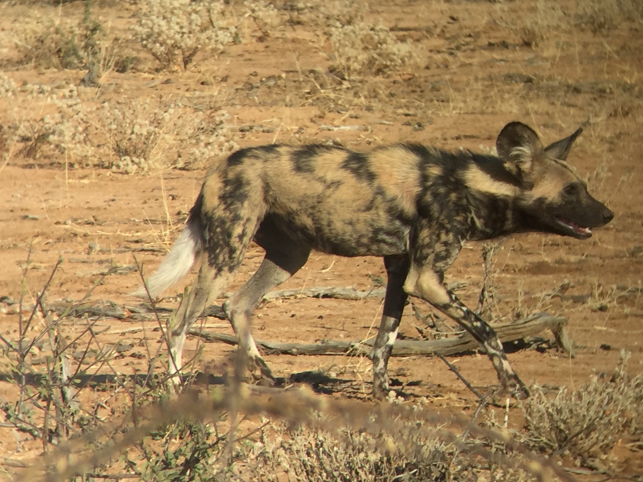 [2457] 2016_06_22_08_20_43_Africa_iPhone_6_IMG_7644_00235.jpg