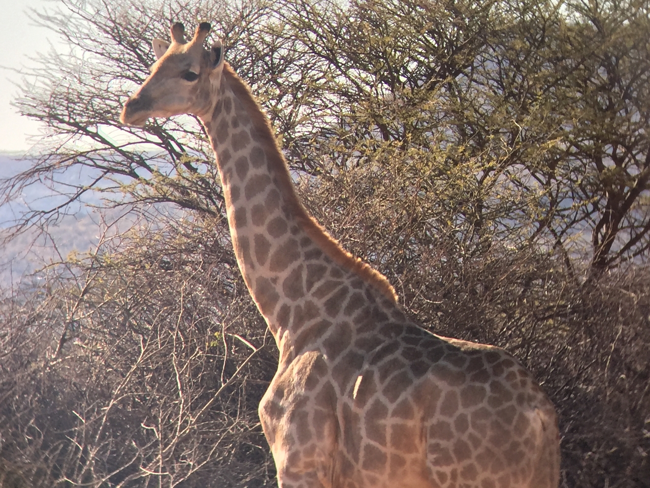 [2477] 2016_06_22_08_37_59_Africa_iPhone_6_IMG_7654_00245.jpg