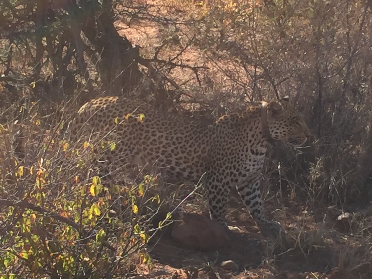 [2509] 2016_06_22_09_07_30_Africa_iPhone_6_IMG_7666_00257.jpg