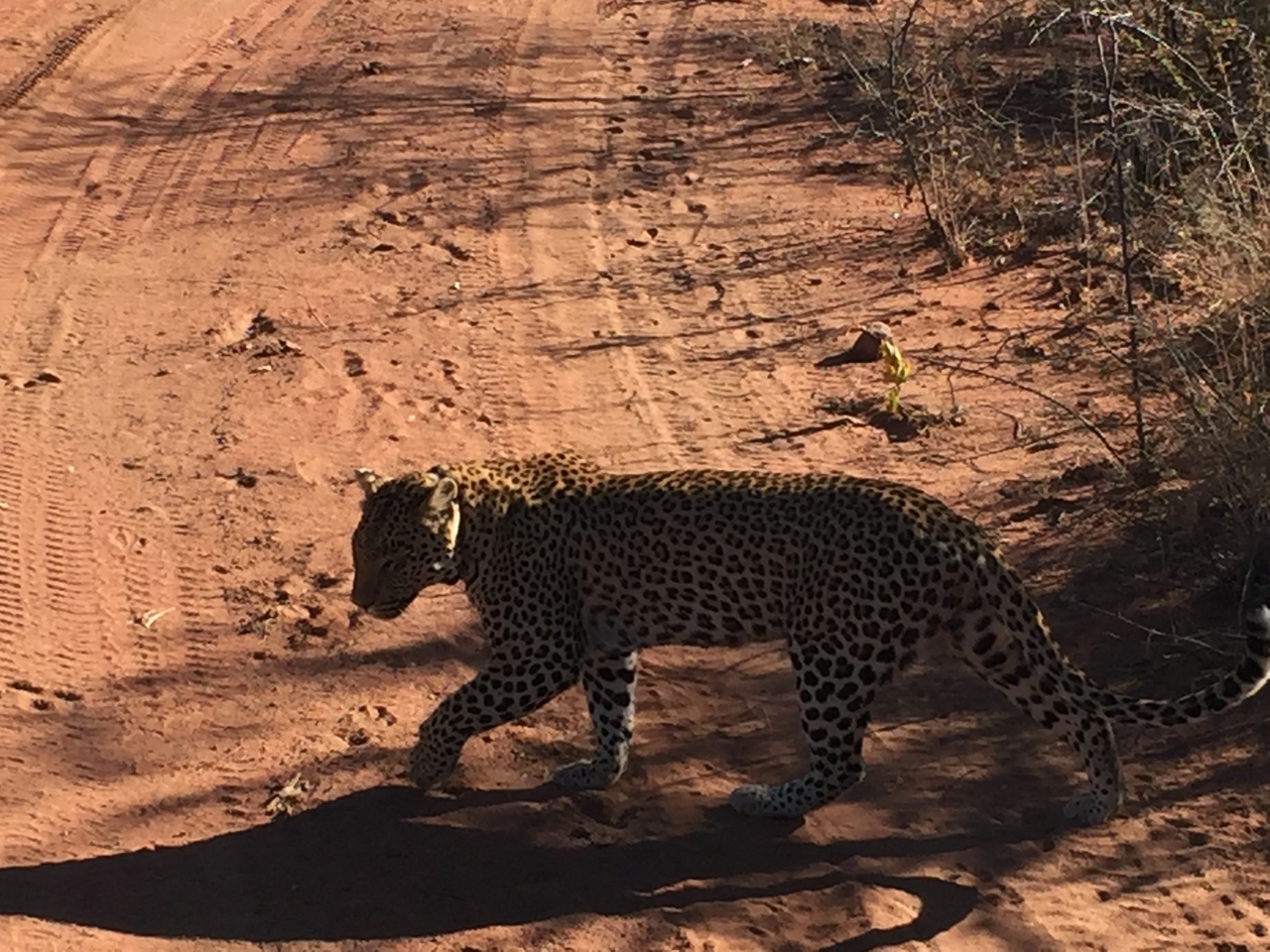 [2520] 2016_06_22_09_07_46_Africa_iPhone_6_IMG_7671_02603.jpg
