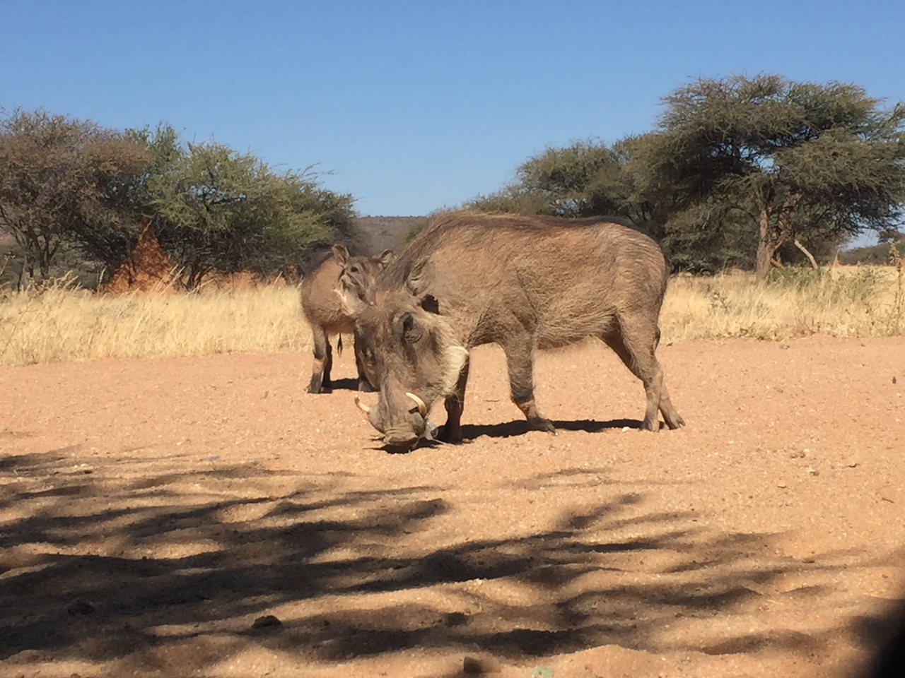 [2758] 2016_06_22_11_02_37_Africa_iPhone_6_IMG_7690_00281.jpg